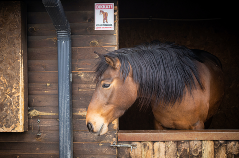 The Real Costs of Owning a Horse in 2023: Understanding the Financial Responsibilities