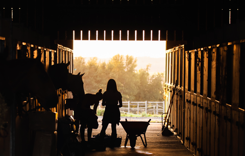 Winter Stable Management: Essential Practices for a Healthy and Comfortable Environment