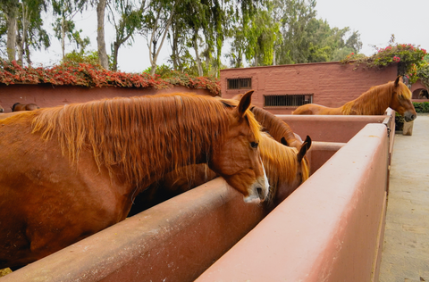 Winter Stable Management: Essential Practices for a Healthy and Comfortable Environment