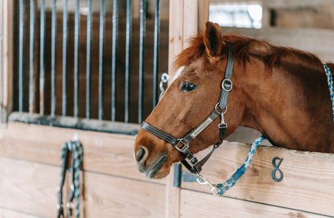 Winter Stable Management: Essential Practices for a Healthy and Comfortable Environment