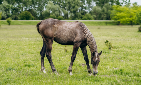 Winter Feed and Nutrition: Adjusting Your Horse's Diet for Winter