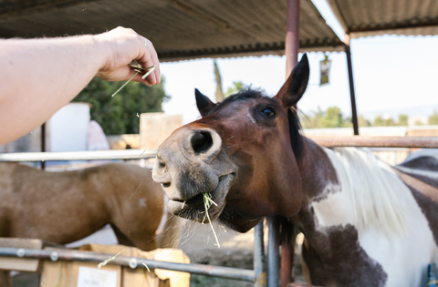 The Magic of Equine Therapy: Healing Hearts and Minds