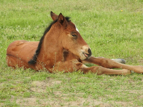 Top 20 Most Asked Horse Questions Of All Time