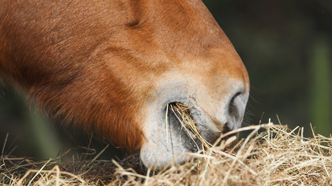 Saddle Up for Summer: Aussie Horse Care Do's and Don't's