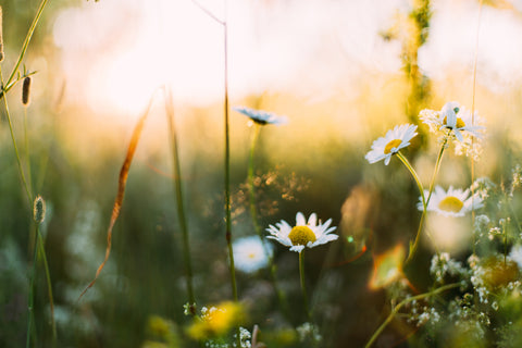 The Blooming Flora: Seasonal Changes in Australian Horse Habitat