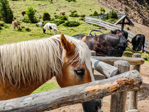 How is CBD Beneficial in Managing Horse Health