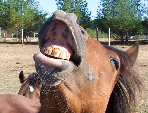 Unveiling the Secret to a Happy Horse: Equine Dental Care