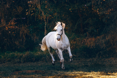 The Importance of Faecal Egg Counts for Horses During Winter