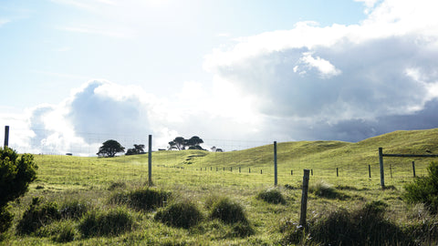 THE 4 MOST IMPORTANT REASONS TO REMOVE HORSE POO FROM YOUR PADDOCKS