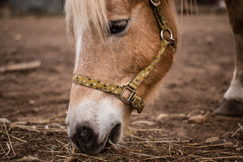Winter Feed and Nutrition: Adjusting Your Horse's Diet for Winter