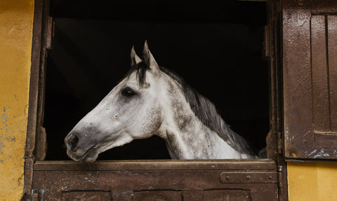 Winter Stable Management: Essential Practices for a Healthy and Comfortable Environment