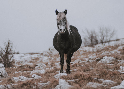 Winter Stable Management: Essential Practices for a Healthy and Comfortable Environment