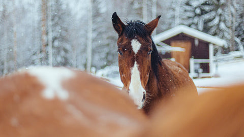The Importance of Faecal Egg Counts for Horses During Winter