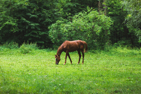 The Blooming Flora: Seasonal Changes in Australian Horse Habitat