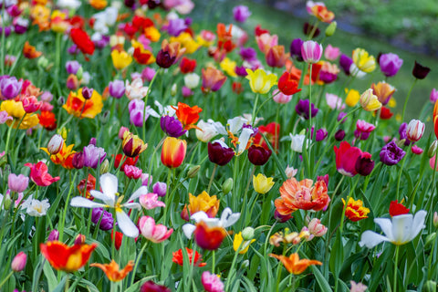 The Blooming Flora: Seasonal Changes in Australian Horse Habitat