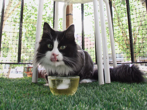 Cat enjoying a iced catnip tea outdoors