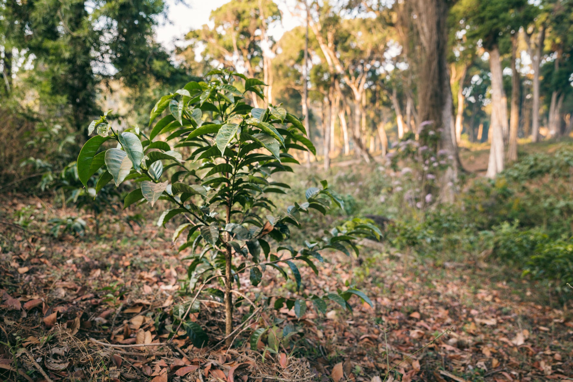 A coffee tree with fallen leaves on the forest floor