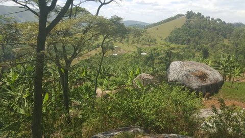 Sweeping panoramic views of a coffee farm in Nyamigoye Parish, Uganda