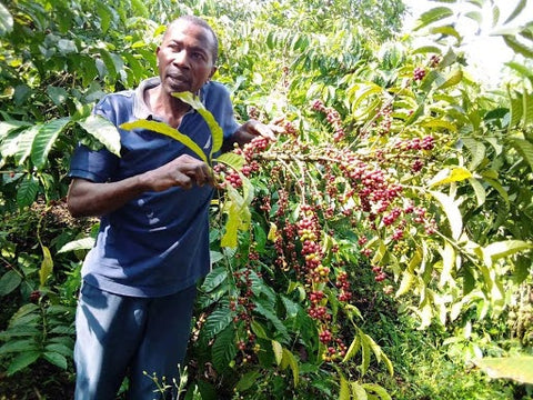 Julies Mbabazi, proudly showing off a heavy laden branch of ripe coffee cherries, Nyamigoye, Uganda