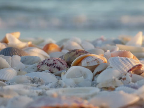 sanibell island beach seashells