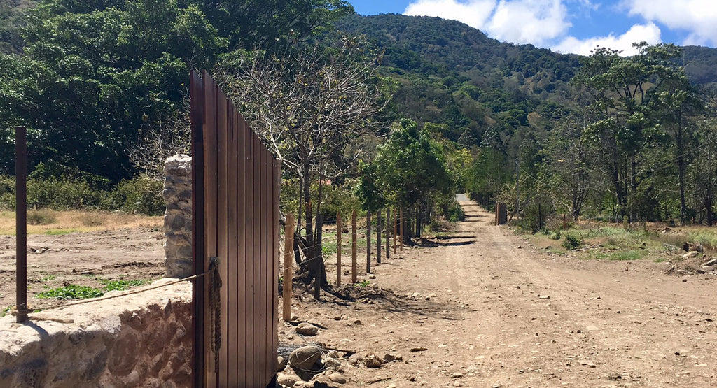 Julius Coffee - Road in Costa Rica