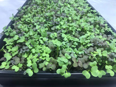 Watering micro greens in the Suite Leaf test garden