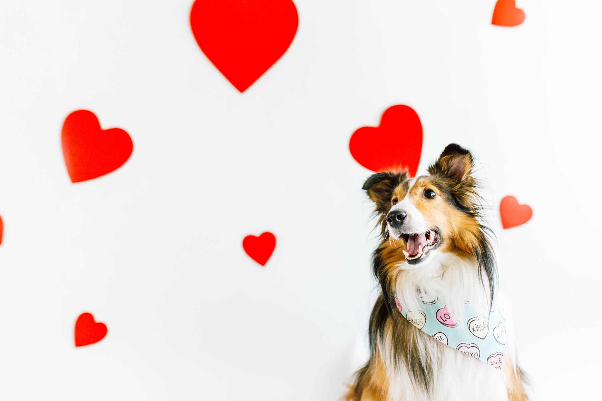 patriotic dog bandana