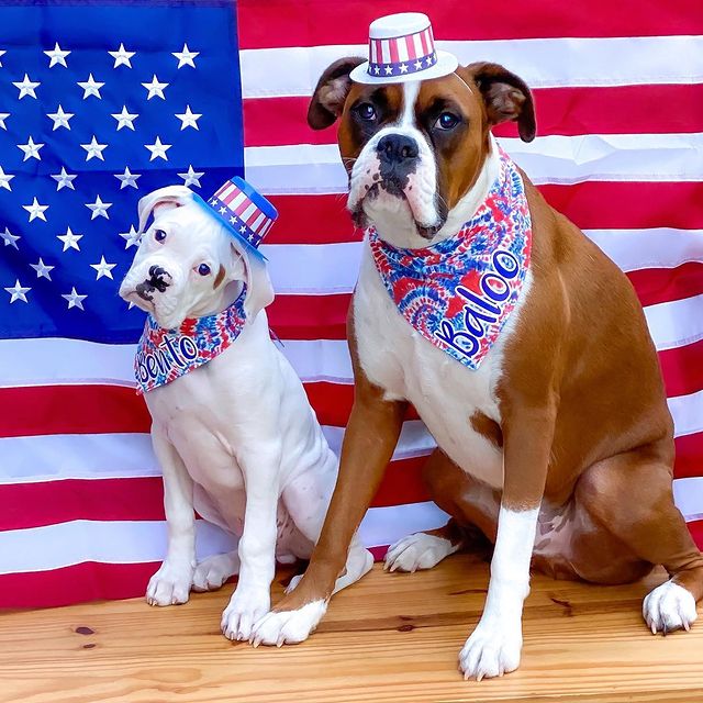 American Tie-Dye Dog Bandana