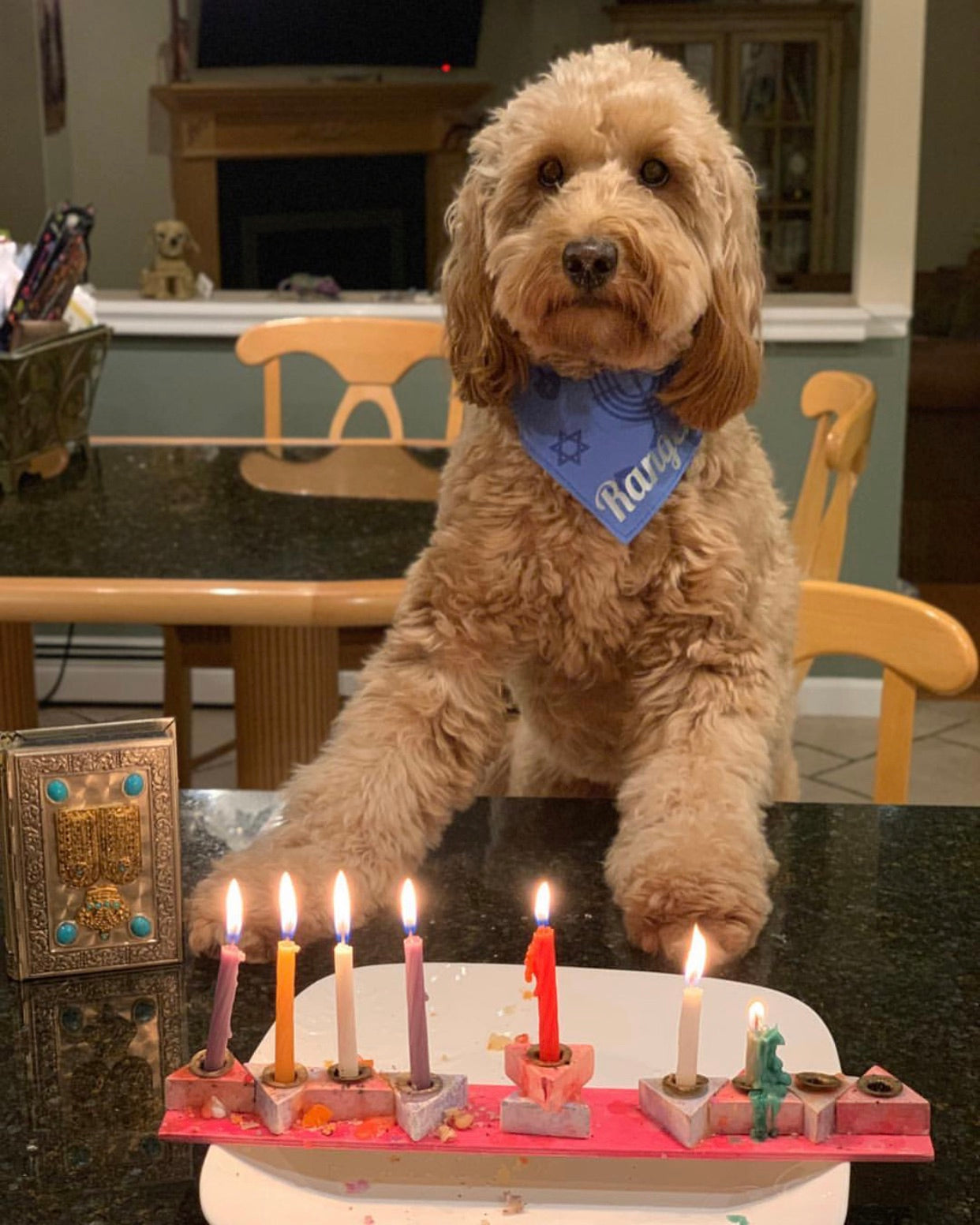 hanukkah dog bandana