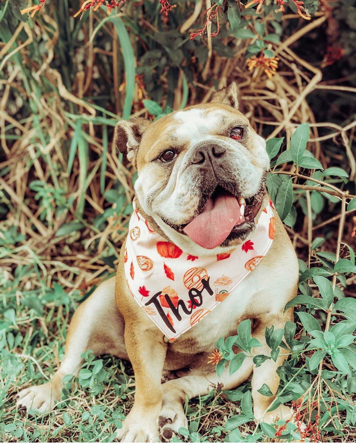 pumpkin dog bandana