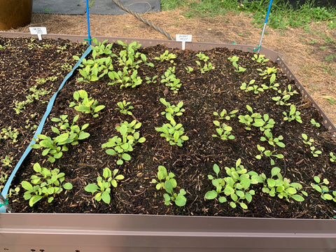 rocket, arugula, salad leaves, microgreens, singapore