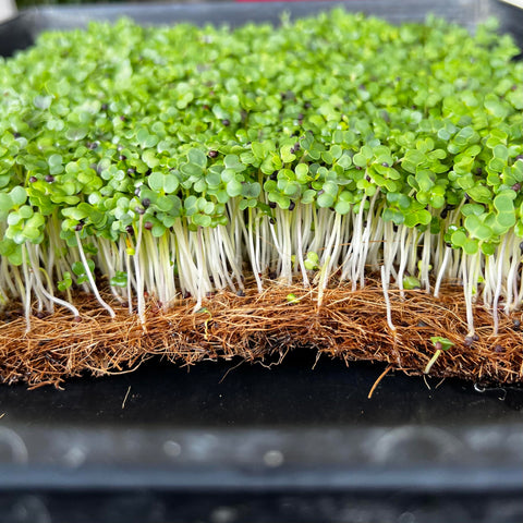 how to grow microgreens on cocomat, hydroponic microgreens, coco mat, how to grow microgreens, everythinggreensg,
