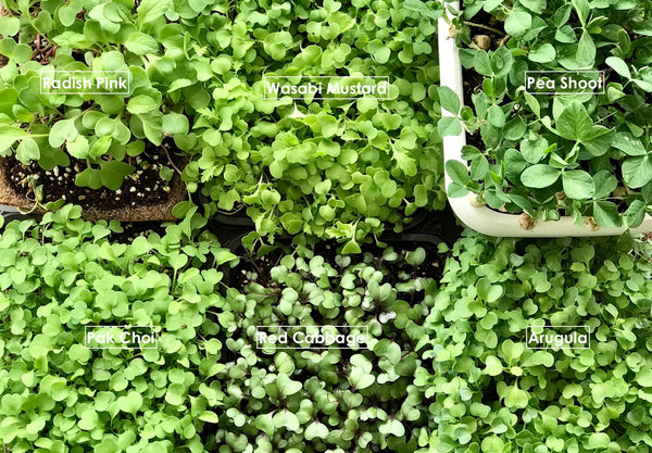 health nutritional benefits of microgreens