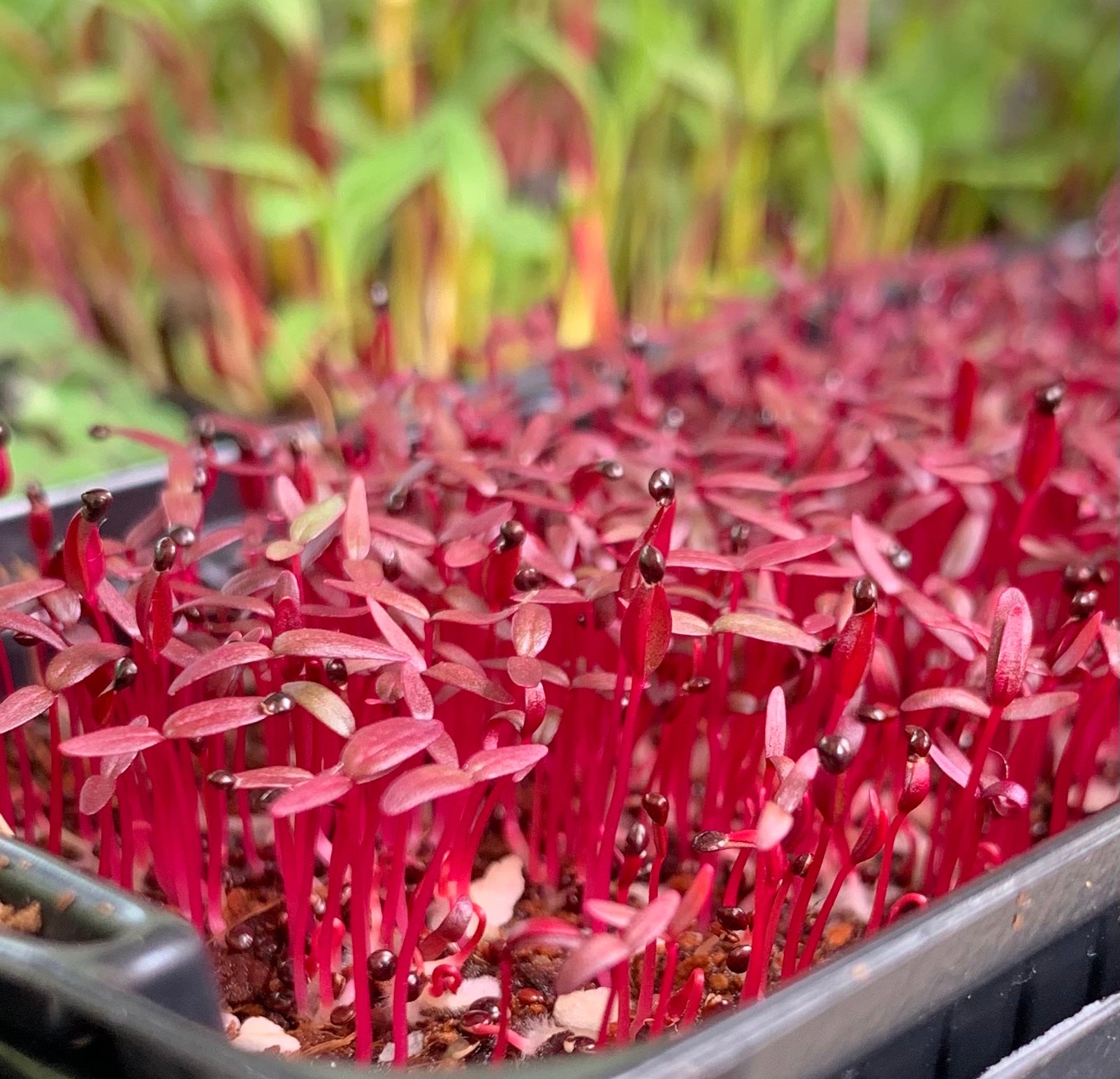 red spinach seeds