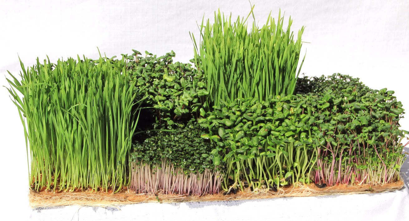 Buy Hemp Growing Mats For Microgreens Everythinggreen Sg