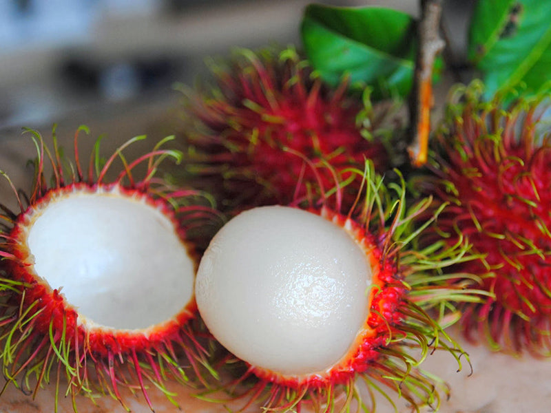 Rambutan/Pulasan – Malaysia Online Plant Nursery