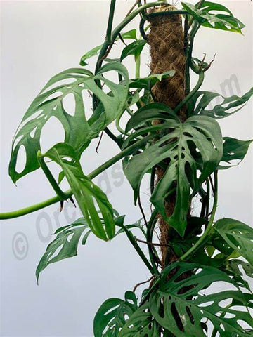 Monstera Acuminata - Nursery Kebun Bandar