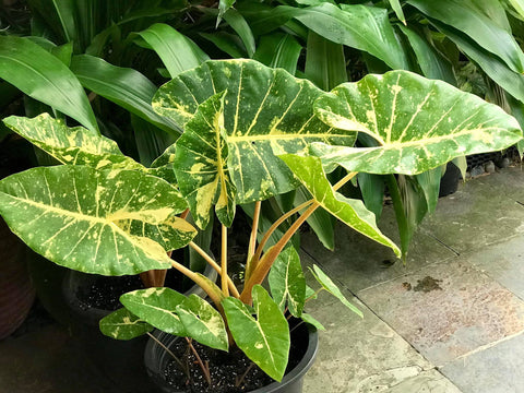 Alocasia Guinea Gold