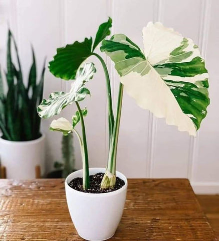 Alocasia Macrorrhiza Variegated