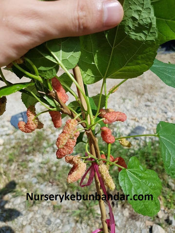 NURSERY KEBUN BANDAR - POKOK BUAH YANG BOLEH DITANAM DALAM PASU