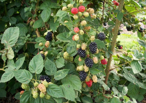 NURSERY KEBUN BANDAR - POKOK BUAH YANG BOLEH DITANAM DALAM PASU