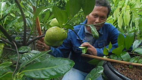 NURSERY KEBUN BANDAR - POKOK BUAH YANG BOLEH DITANAM DALAM PASU