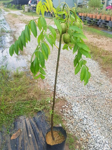 NURSERY KEBUN BANDAR - POKOK BUAH YANG BOLEH DITANAM DALAM PASU