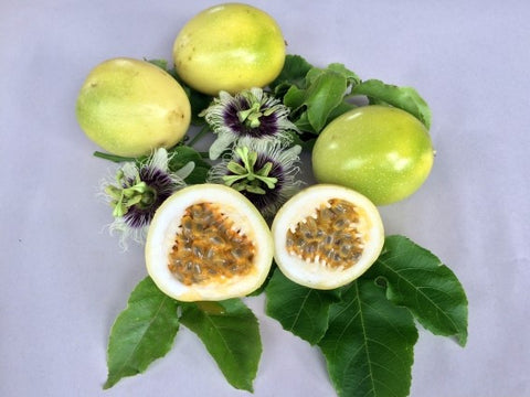 Panama Gold Passion Fruit - Malaysia Online Plant Nursery