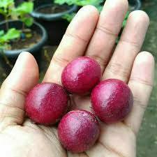 Red Ruby Longan -Malaysia Online Plant Nursery