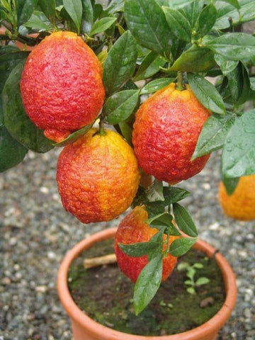 NURSERY KEBUN BANDAR - POKOK BUAH YANG BOLEH DITANAM DALAM PASU