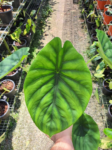 Alocasia Clypeolata - Nursery Kebun Bandar