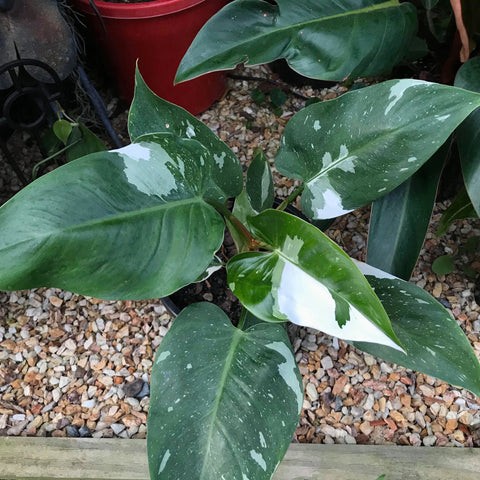 Philodendron White Knight - Nursery Kebun Bandar