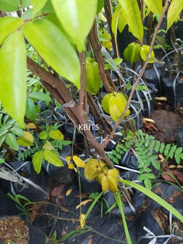 NURSERY KEBUN BANDAR - POKOK BUAH YANG BOLEH DITANAM DALAM PASU