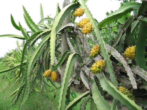 Ecuador Yellow Dragon Fruit - Malaysia Online PLant Nursery